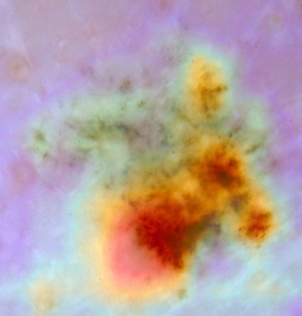 gradcam crop