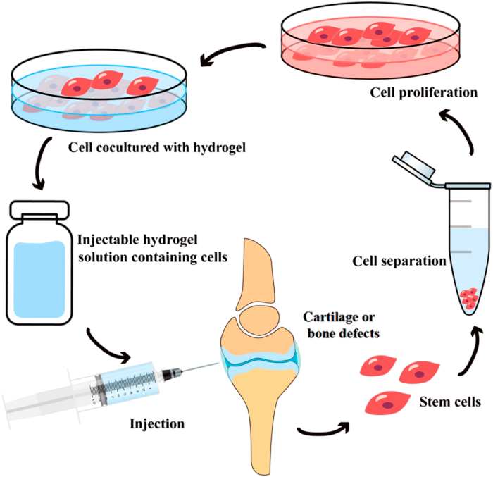 tissue engineering image photoroom